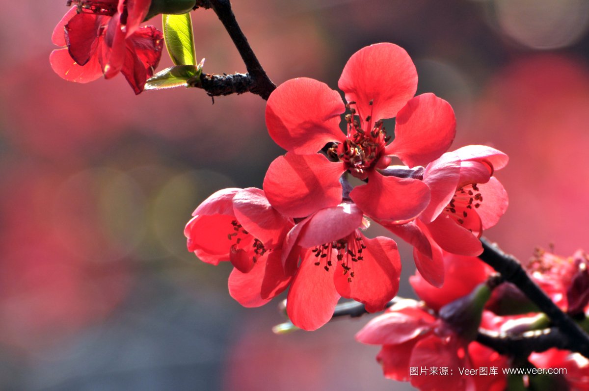 Veer开启版(bǎn)权图(tú)片订阅模(mó)式,低至(zhì)3元/张! 亚娱体育